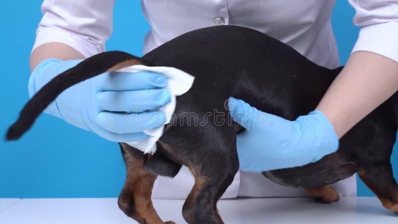 Najczęstsze błędy w pielęgnacji psa