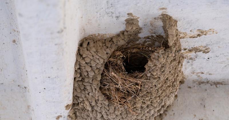 Naturalne metody odstraszania ptaków