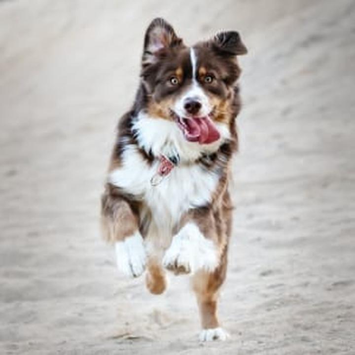 Objawy problemów z gruczołami u psa