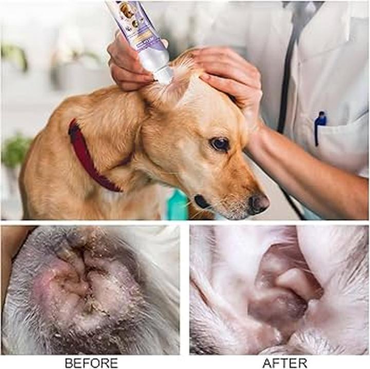 Objawy zapalenia ucha u psa