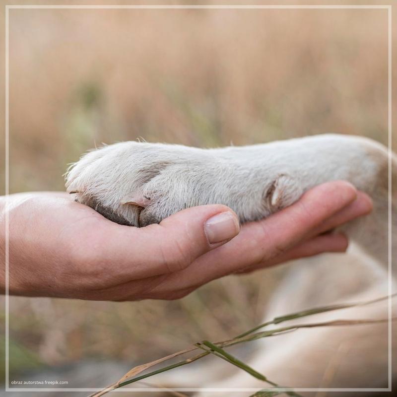 Ochrona dzikich zwierząt w miastach