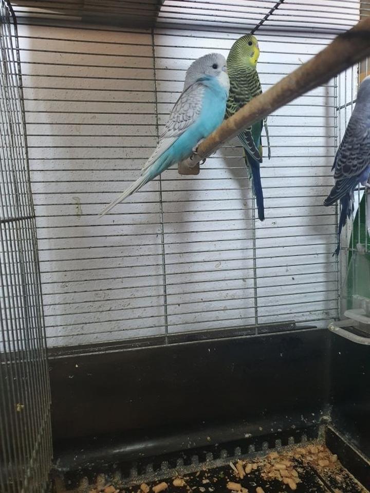 Opieka nad papugą falistą