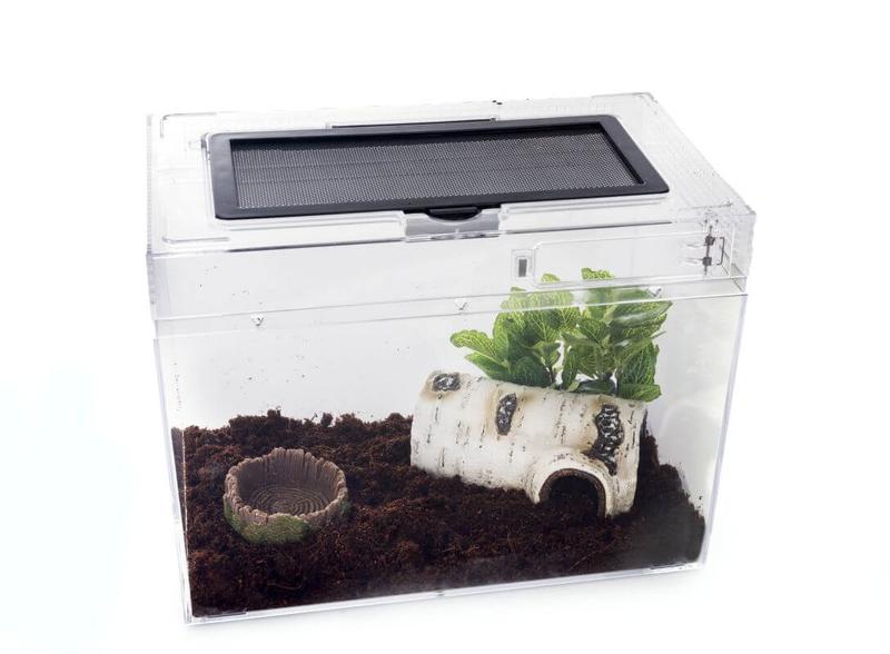 Oświetlenie i warunki w terrarium