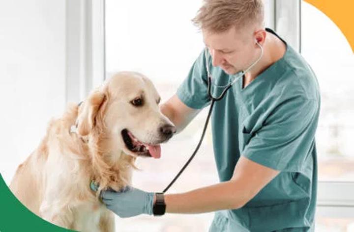 Oznaki przemocy wobec psa