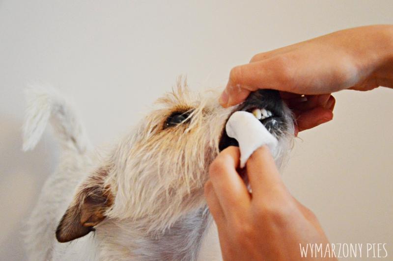 Pielęgnacja jamy ustnej psa