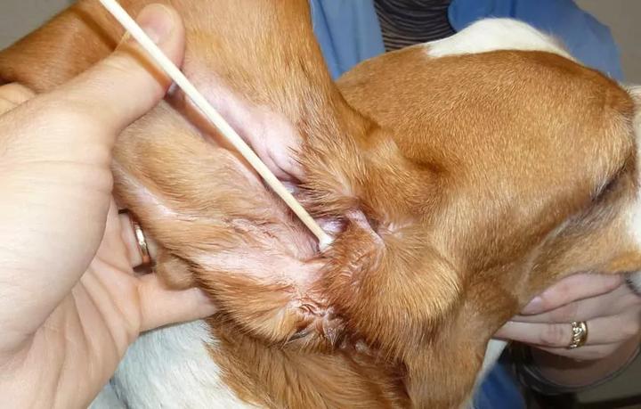 Pielęgnacja uszu psa