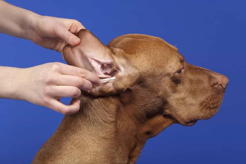 Porady weterynaryjne dla właścicieli psów