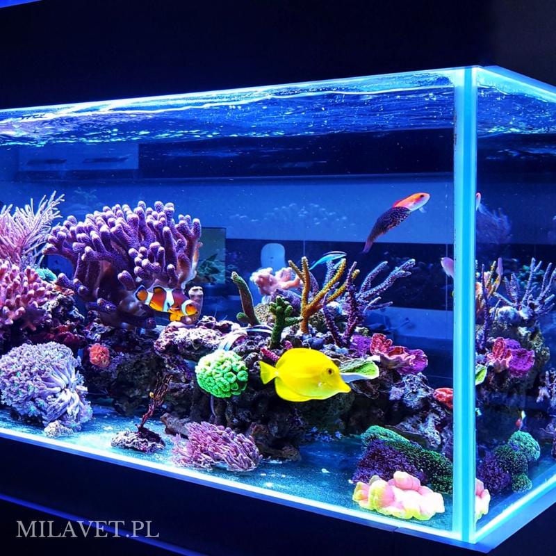 Porównanie LED i świetlówek w akwarium