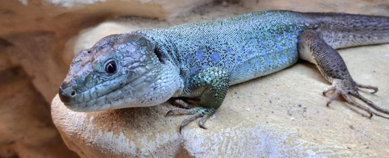 Porównanie oddychania jaszczurek i innych gadów