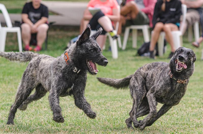 Psia komunikacja i zachowanie
