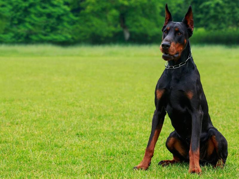 Ranking ras psów stróżujących 2023