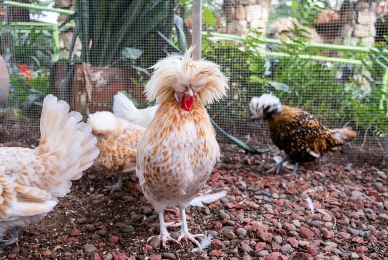 Rasy kur na duże jaja