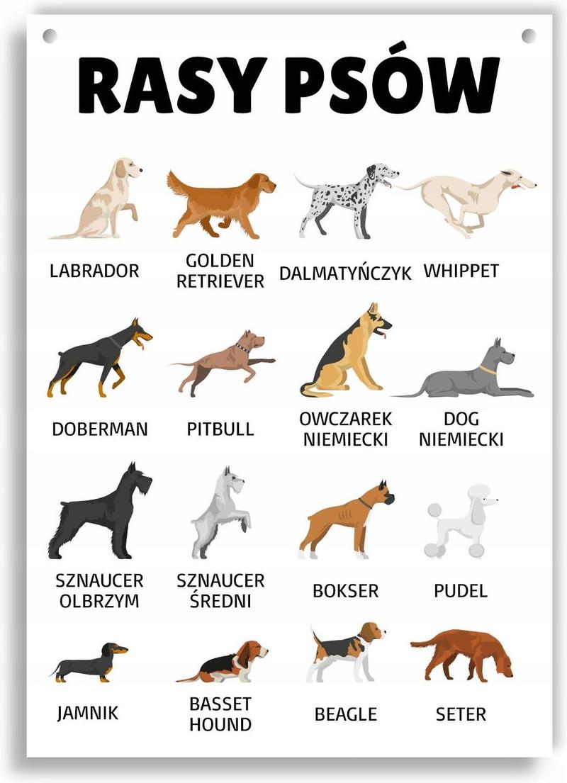 Rasy psów i ich przeznaczenie