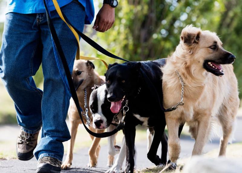 Socjalizacja i interakcje z innymi psami