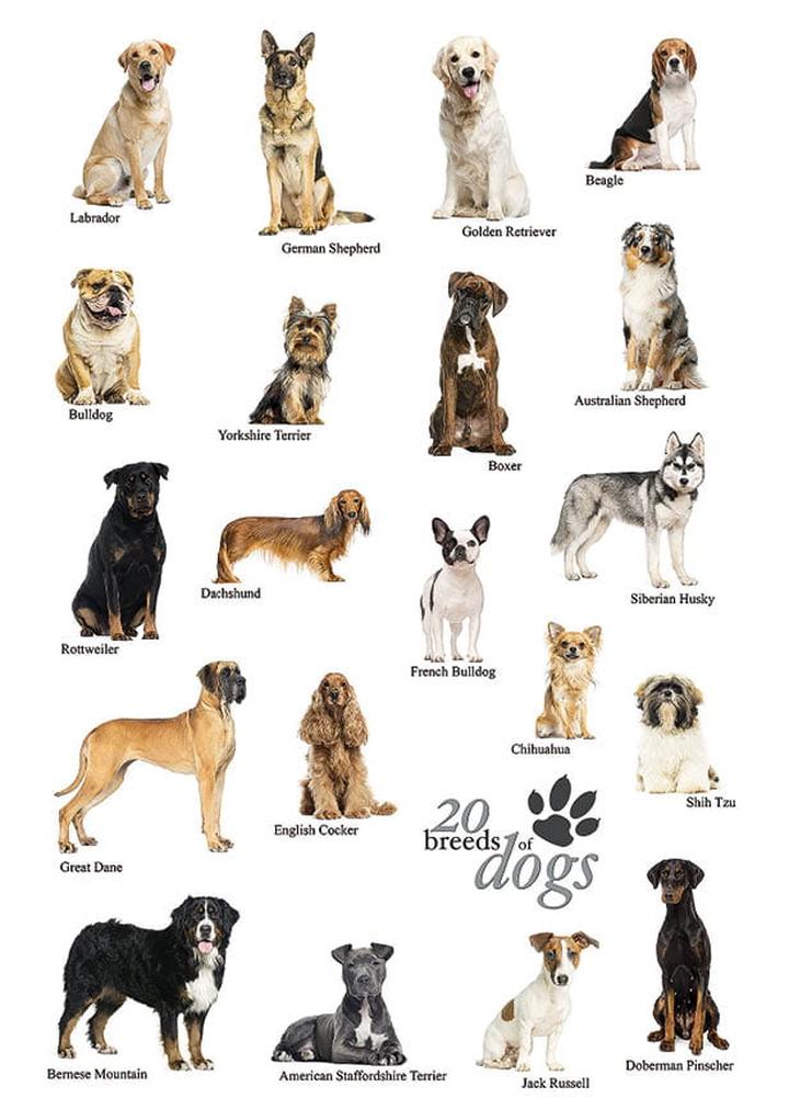 Statystyki ras psów