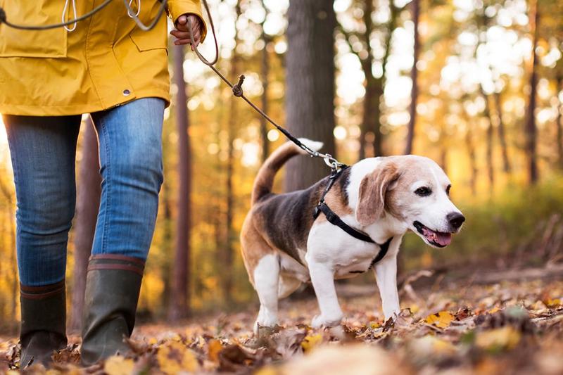 Stymulacja umysłowa psa na spacerze