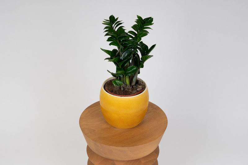 Toksyczne rośliny doniczkowe