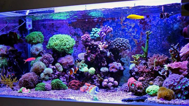 Usuwanie glonów i osadów