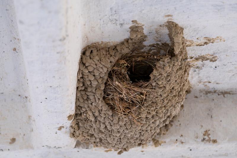 Usuwanie gniazd ptaków