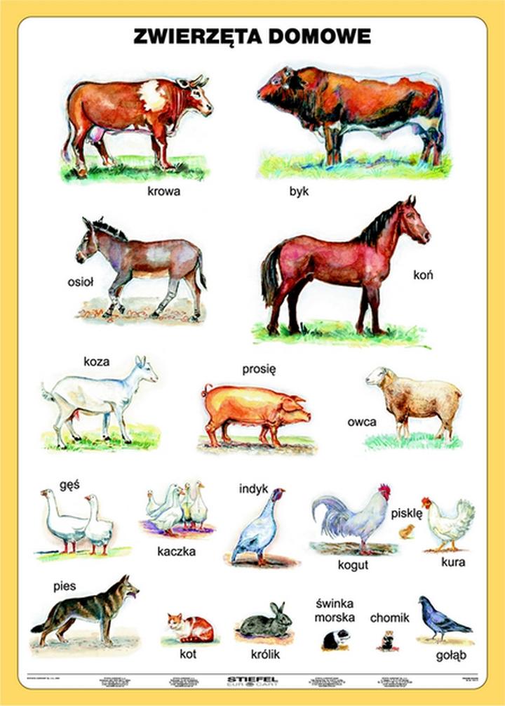 Wybór zwierzęcia do domu