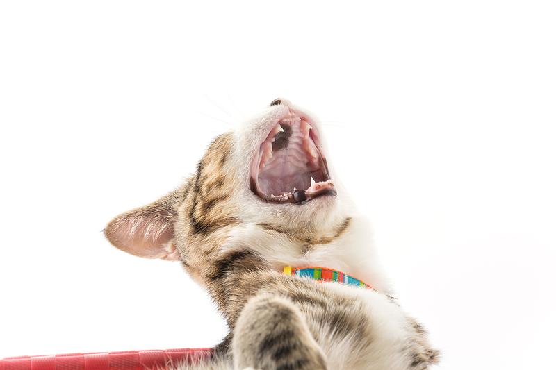 Wymiana zębów u psów