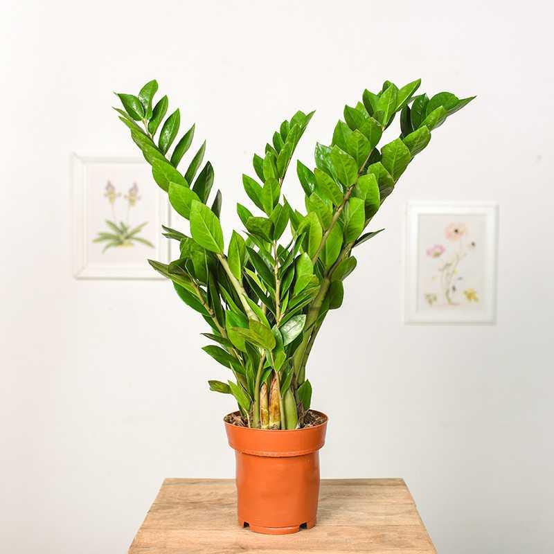 Zamiokulkas toksyczny dla kota