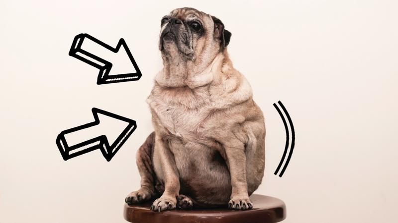 Zdrowie i bezpieczeństwo psa