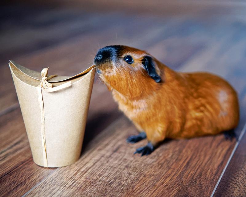 Zęby świnki morskiej i ich ścieranie