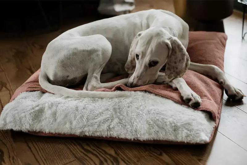 Zmiany w zachowaniu psa