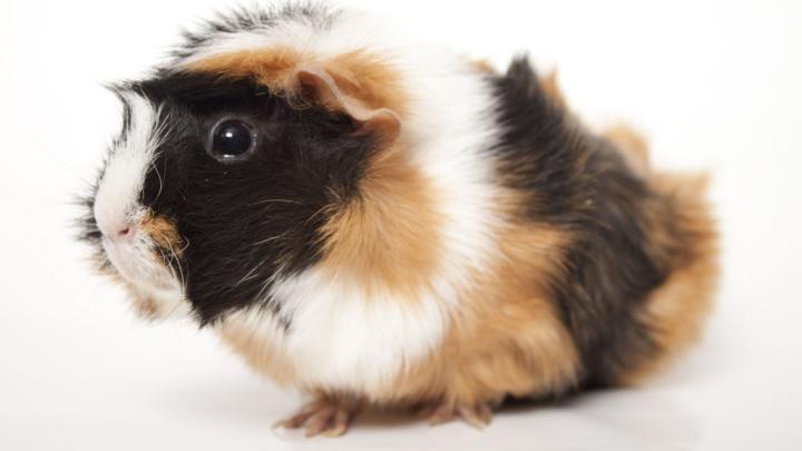 Żywienie i dieta świnki morskiej