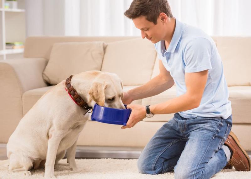 Żywienie psa a wiek i rasa