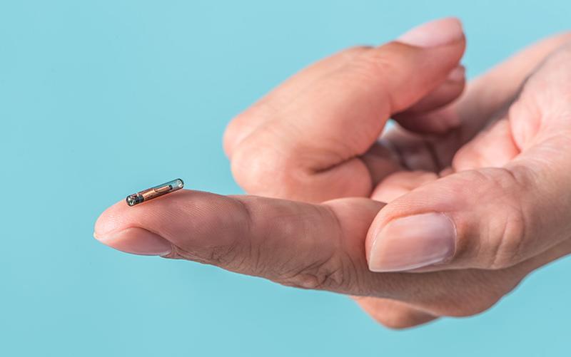 Co kryje się w chipie psa? Oto wszystko, co musisz wiedzieć!