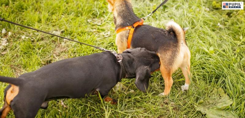 Czas trwania cieczki u suki – co warto wiedzieć?