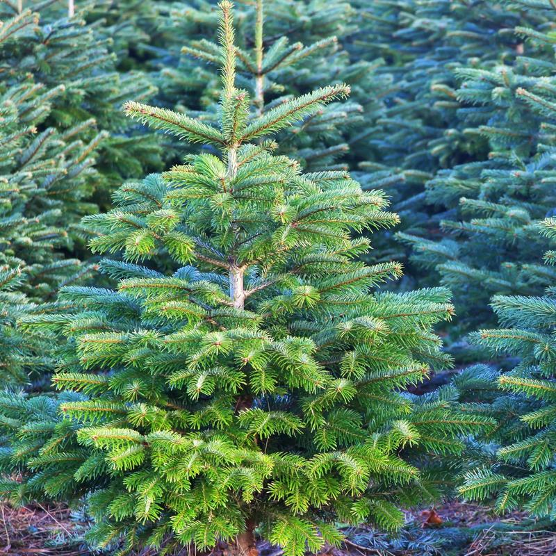 Czy jodła kaukaska stanowi zagrożenie dla zdrowia psa?