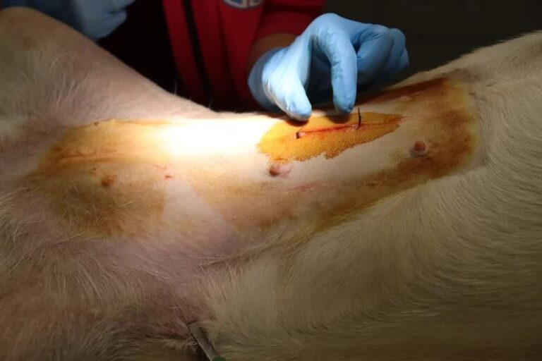 Czy kastracja naprawdę pomoże, aby pies przestał sikać w domu?