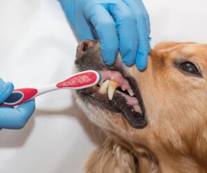 Czy można myć zęby psu za pomocą pasty? Oto, co warto wiedzieć!