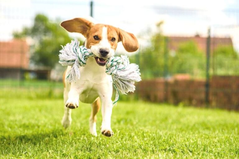 Fascynujące sposoby, jak można bawić się z psem każdego dnia