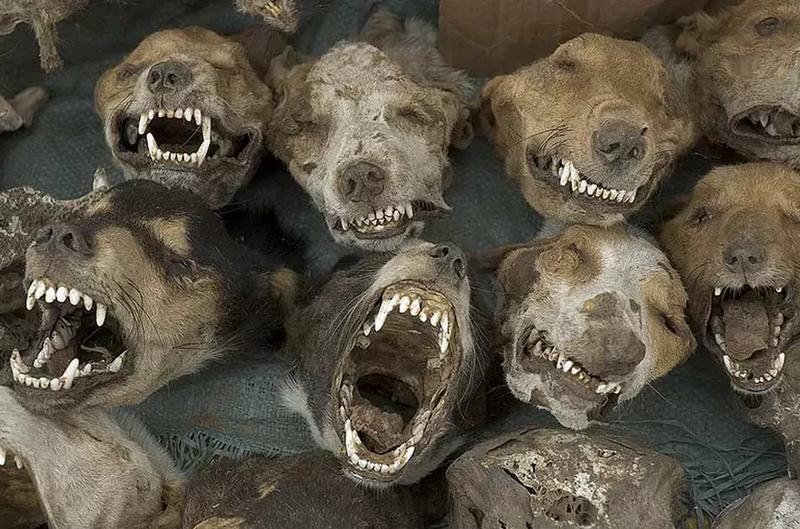 Jak skutecznie położyć psa spać i zapewnić mu komfortowy wypoczynek