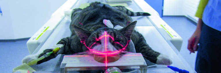 Jak szybko zauważyć, że pies odzyskuje siły po radioterapii?