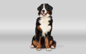 Jak wiele ras psów istnieje na świecie? Odkrywamy różnorodność czworonogów