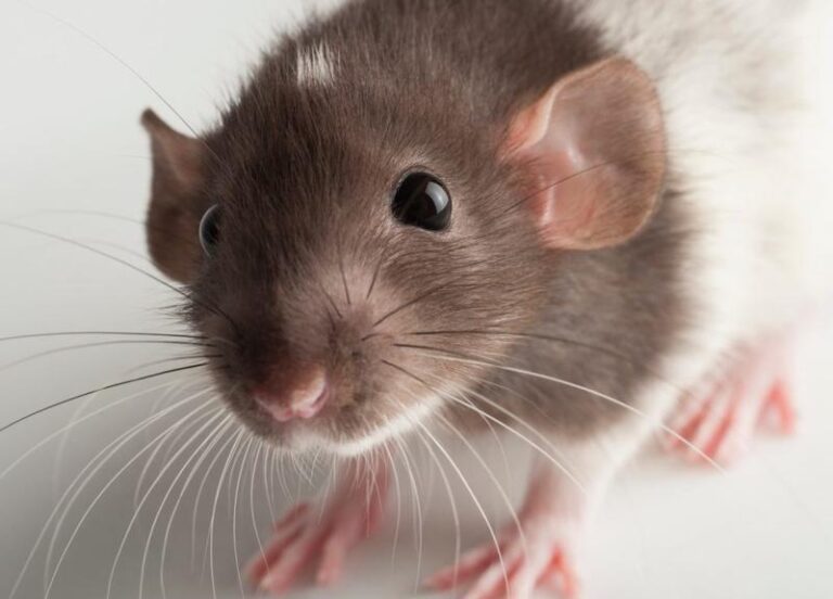 Jakie przysmaki wybiera szczur dumbo na swoim talerzu?