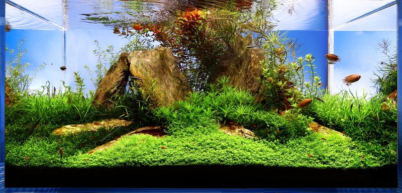 Najlepsze podłoże do akwarium 200l – Klucz do zdrowego ekosystemu