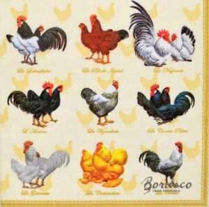 Rasy kur, które gwarantują największe jaja – co warto wiedzieć?