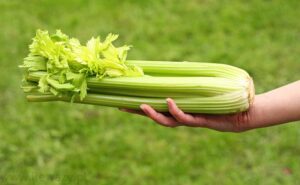 Seler naciowy a świnki morskie – co powinieneś wiedzieć?