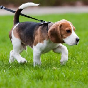 Skuteczne sposoby, jak zmęczyć psa na spacerze i zapewnić mu radość