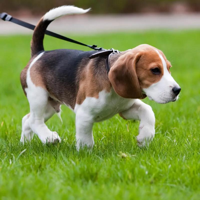 Skuteczne sposoby, jak zmęczyć psa na spacerze i zapewnić mu radość