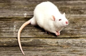 Skuteczne sposoby na rozpoznanie szczura w domu