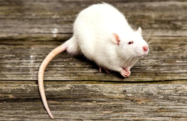Skuteczne sposoby na rozpoznanie szczura w domu