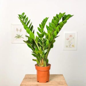 Zamiokulkas – Jak Rozpoznać Objawy Zatrucia U Kota?