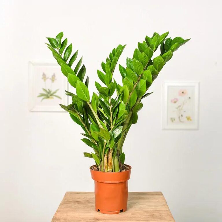 Zamiokulkas – Jak Rozpoznać Objawy Zatrucia U Kota?